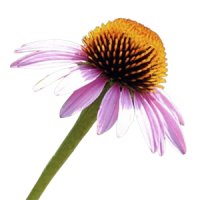 Echinacea