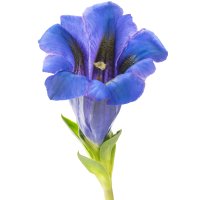 Ențiană