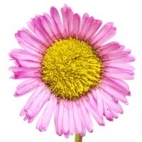 Erigeron (Ochiul boului)