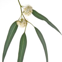 Eucalipt