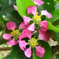 Floare de acerola