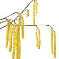 Floare de alun