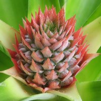 Floare de ananas