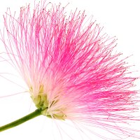 Floare de arbore de mătase