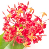 Floare de Ashoka