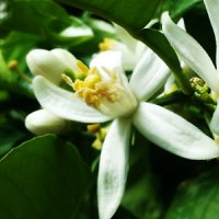 Floare de bergamotă