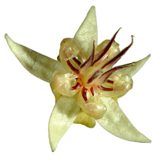 Floare de cacao