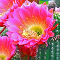 Floare de cactus
