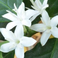 Floare de cafea