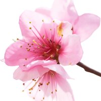 Floare de cais