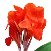 Floare de Canna