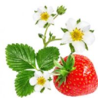 Floare de căpșun