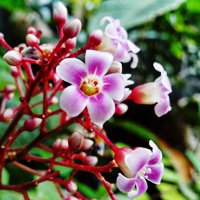 Floare de carambola