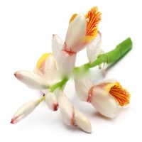 Floare de cardamom