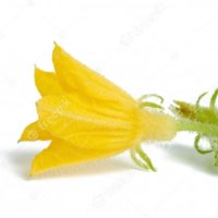 Floare de castravete
