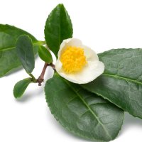 Floare de ceai alb
