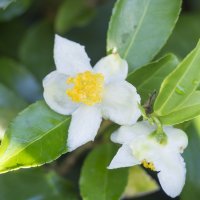 Floare de ceai verde