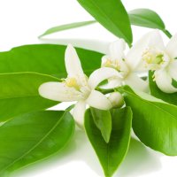 Floare de chinotto