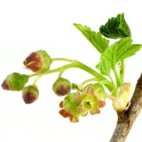 Floare de coacăz negru