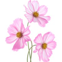Floare de cosmos
