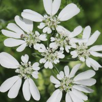 Floare de dantelă albă