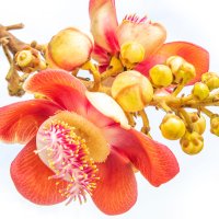 Floare de ghiulea