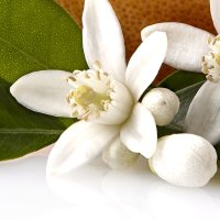 Floare de grapefruit