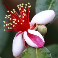 Floare de guava