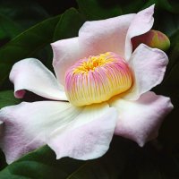 Floare de Gustavia