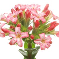 Floare de jad