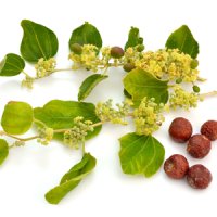 Floare de jujubă