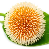 Floare de Kadam