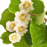 Floare de kiwi