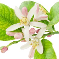 Floare de lămâi