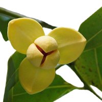 Floare de Lamduan