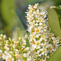 Floare de laur