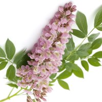 Floare de lemn dulce