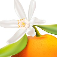 Floare de mandarin