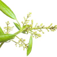 Floare de mango