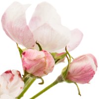 Floare de măr