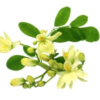 Floare de Moringa