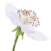 Floare de mure
