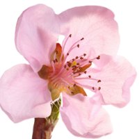 Floare de nectarin