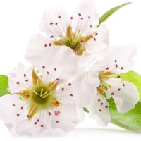 Floare de par
