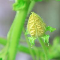 Floare de pepene galben