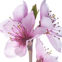 Floare de piersic