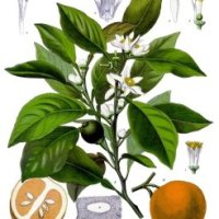 Floare de portocal