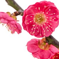 Floare de prun
