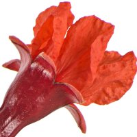 Floare de rodie
