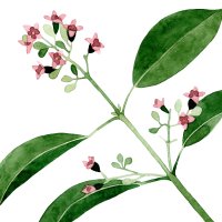 Floare de santal